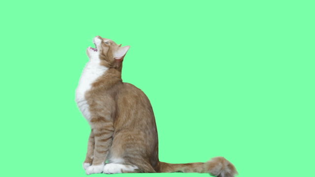red cat jumping on a green screen