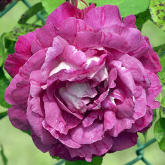 Kletterrose, Ivryenne Leveque