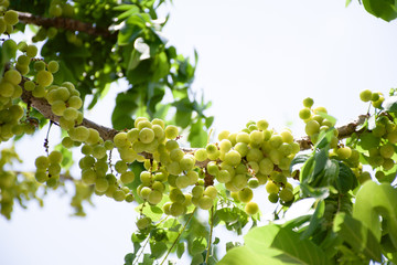 star gooseberry