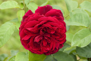 Naklejka premium Englische Rose, L. D. Braithwaite David Austin