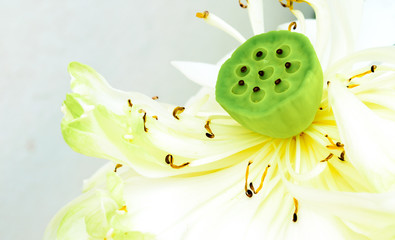 Lotus Seeds © norrabhudit