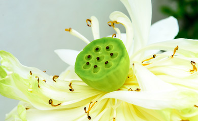 Lotus Seeds © norrabhudit