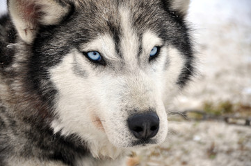 Husky portrait