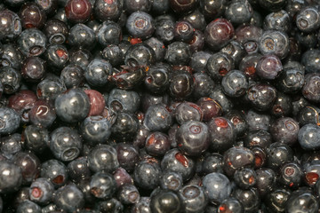 Fresh Blueberries Macro