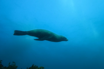 Obraz premium Seal swimming effortlessly underwater