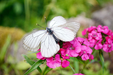 two beautiful white butterflies  during the breeding process -closeup