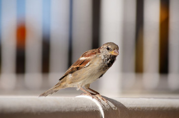 sparrow closeup