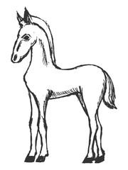 hand drawn, grunge, sketch illustration of foal