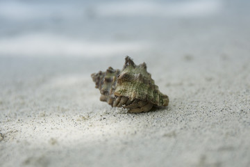 Hermit crab on the beach