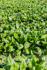 野菜畑