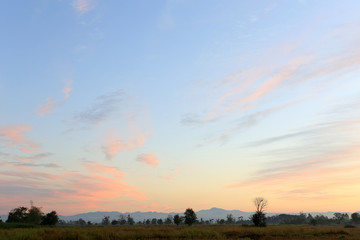 A peaceful rice field on sunrise sky background 