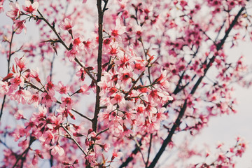 Wild himalayan cherry flower with filter effect retro vintage st