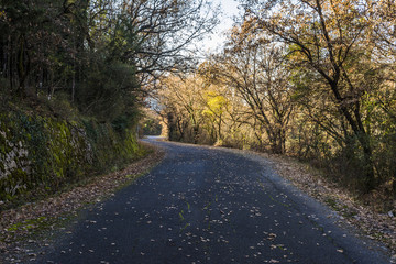 Obraz premium Leaves on an Road in the autumnal forest
