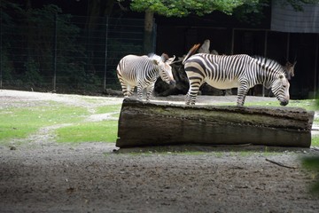 Tiere und V&ouml;gel