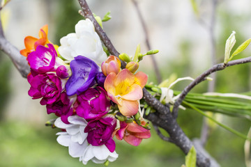 Beautiful bouquet of colorful freesias outdoor