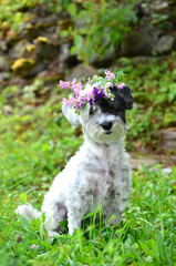Fototapeta premium beautiful white poodle dog with wreath of wild flowers sitting in a green garden 