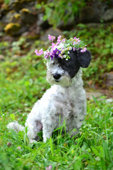 Fototapeta premium beautiful white poodle dog with wreath of wild flowers sitting in a green garden 
