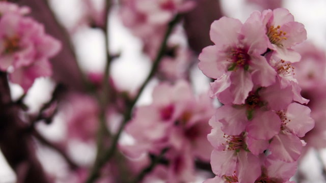 Royalty Free Stock Video Footage of pink tree blossoms shot in Israel at 4k with Red.