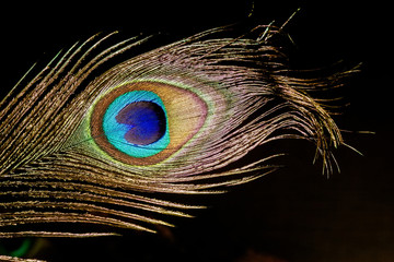 Naklejka premium Peacock Feather Macro