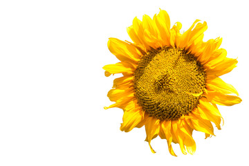 sunflower on white background isolated