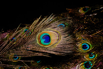 Obraz premium Peacock Feather Macro