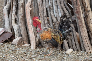 Afrikanischer Hahn mit nacktem Hals