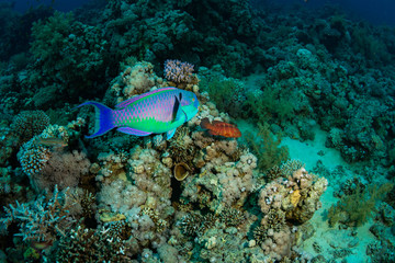 Parrotfish and Coral grouper