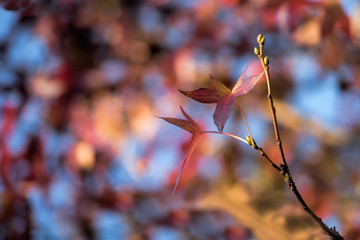 autumn leaf