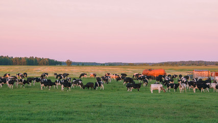 Herd Of Cows Grazing In The Evening