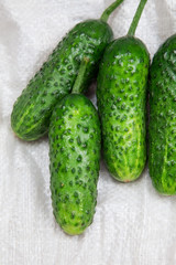 cucumber