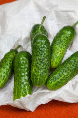 cucumber