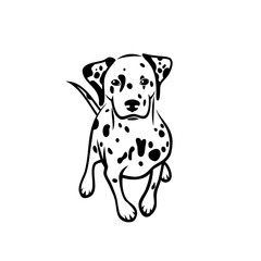Dalmatian dog