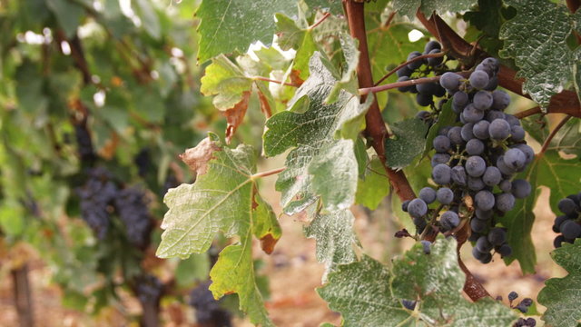 Shot of grapes in a vineyard in Tuscany Italy.