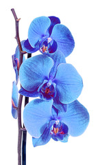 Blue branch orchid  flowers, Orchidaceae, Phalaenopsis known as the Moth Orchid, abbreviated Phal. 
