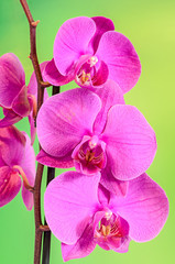Purple branch orchid  flowers, Orchidaceae, Phalaenopsis known as the Moth Orchid, abbreviated Phal. 
