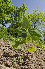 Young stalks of a string bean in the garden