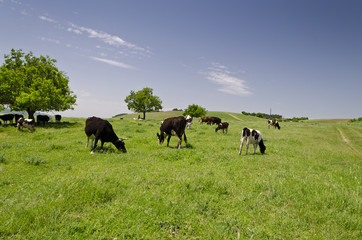 Herd of cows in the summer green field