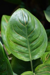 close up green aglaonema sithiporn leaves