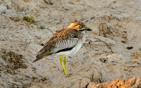 A Water Thick-knee