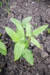 young Yard Long bean tree in garden