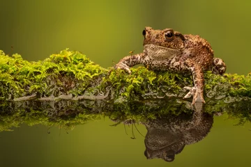 Crédence de cuisine en verre imprimé Grenouille Common toad