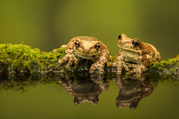Two Amazon milk frogs