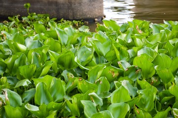 Water Hyacinth tree in river , Eichhornia crassipes