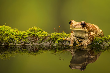 Amazon Milk frog