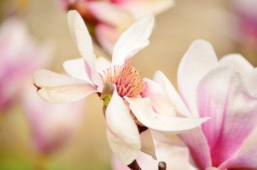 Fototapeta na wymiar beautiful magnolia flowers.closeup