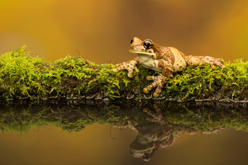 Amazon Milk frog