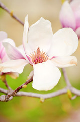 Fototapeta premium beautiful magnolia flowers.closeup