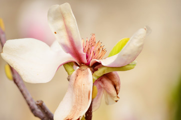 beautiful blooming magnolia flowers. closeup Spring time