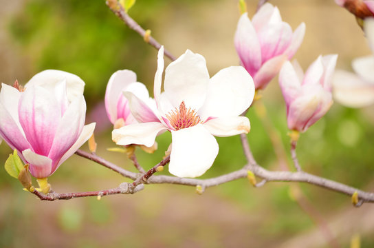 beautiful blooming magnolia flowers. closeup Spring time © boryanam