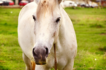 Naklejka na ściany i meble beautiful white horse looking at the camera -closeup